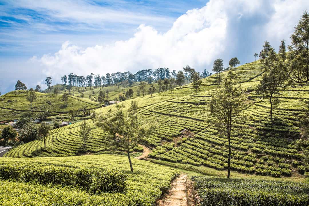 Lipton’s Seat Haputale